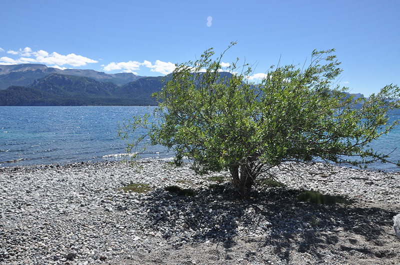 Aguas Tranquilas, Almas en Calma: Lagunas Patagónicas" Una imagen que transmite la tranquilidad y paz que encuentras al contemplar los apacibles lagos de la Patagonia argentina. Un refugio natural para aquellos en busca de serenidad.
